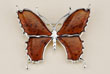 Broche papillon